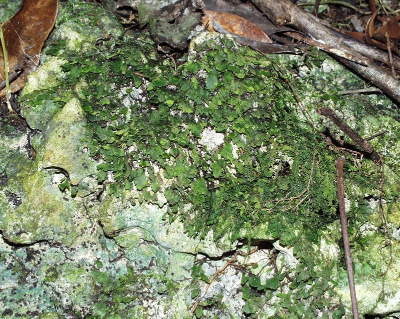 Dotted Bristle Fern photo 5