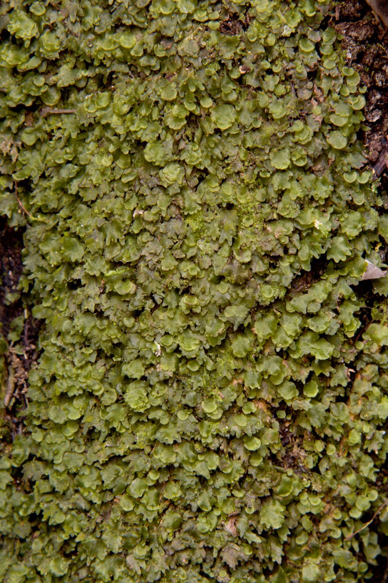 Dotted Bristle Fern photo 6