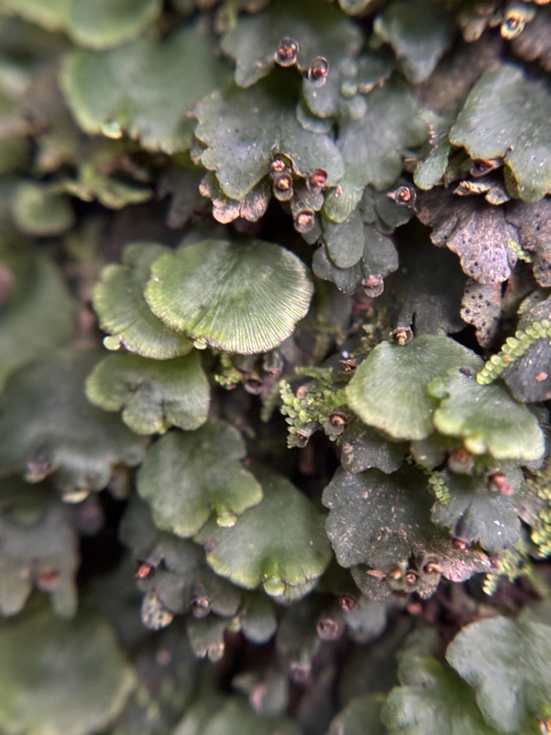 Dotted Bristle Fern photo 7
