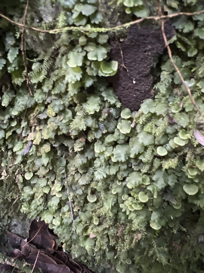 Dotted Bristle Fern photo 8