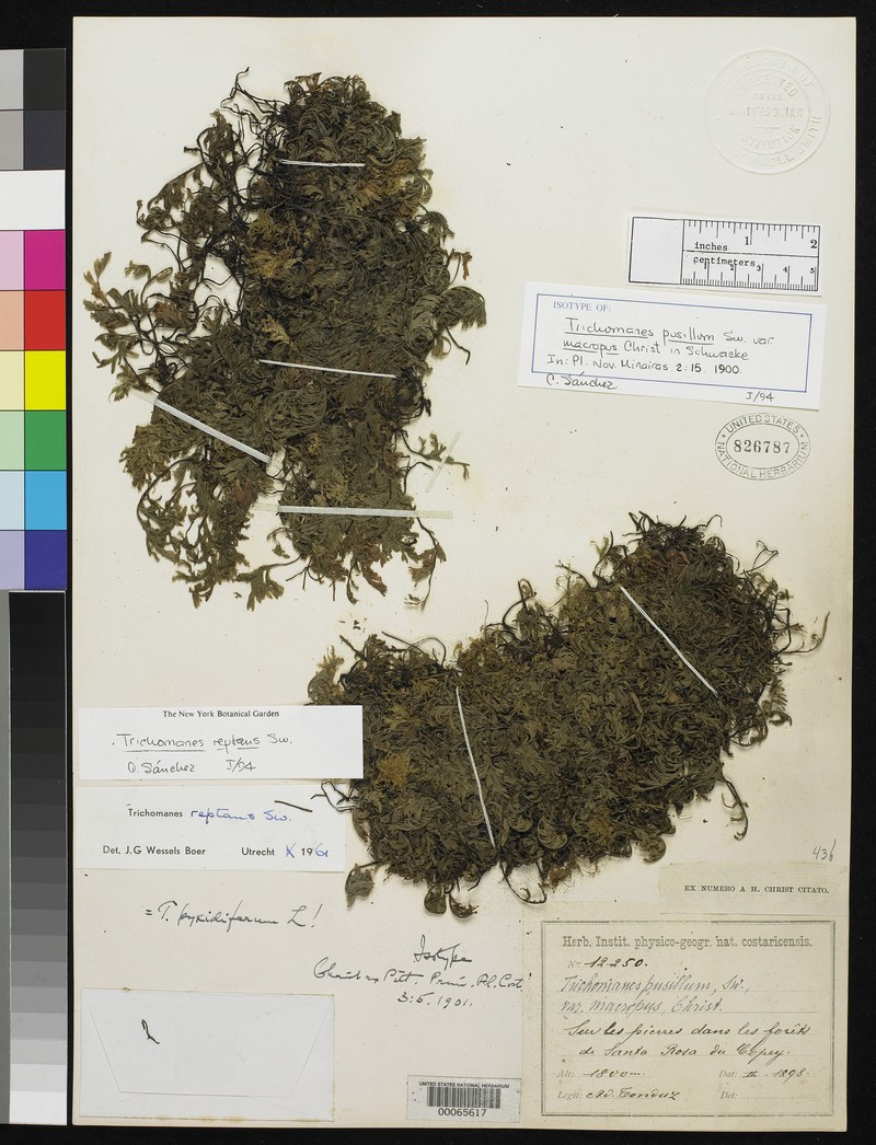 Sidesaddle Bristle Fern