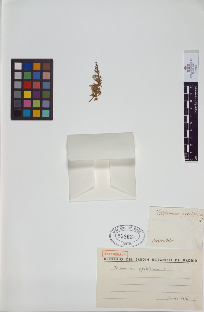 Trichomanes pyxidiferum