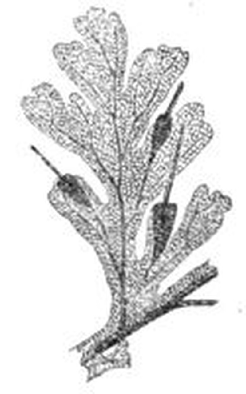 Aerialroot Bristle Fern photo 2