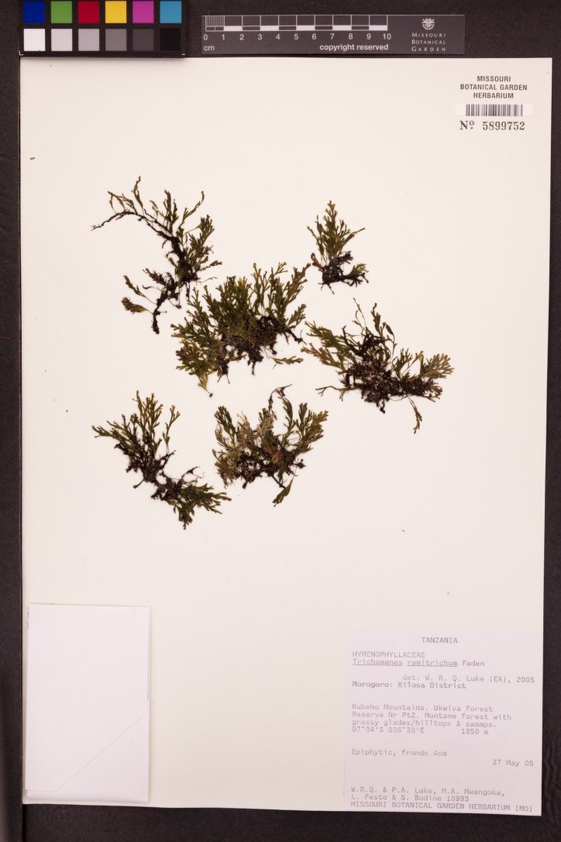 Trichomanes ramitrichum