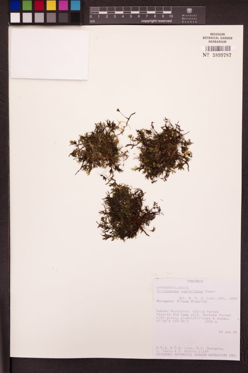 Trichomanes ramitrichum photo 2