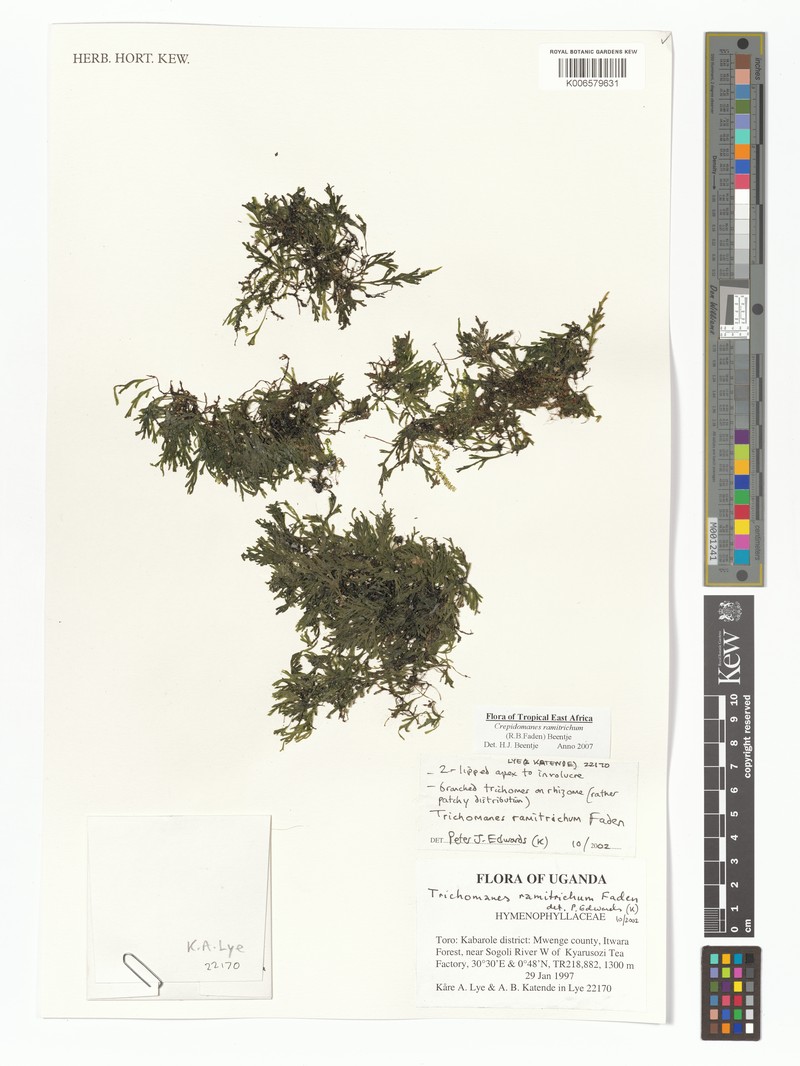 Trichomanes ramitrichum photo 3