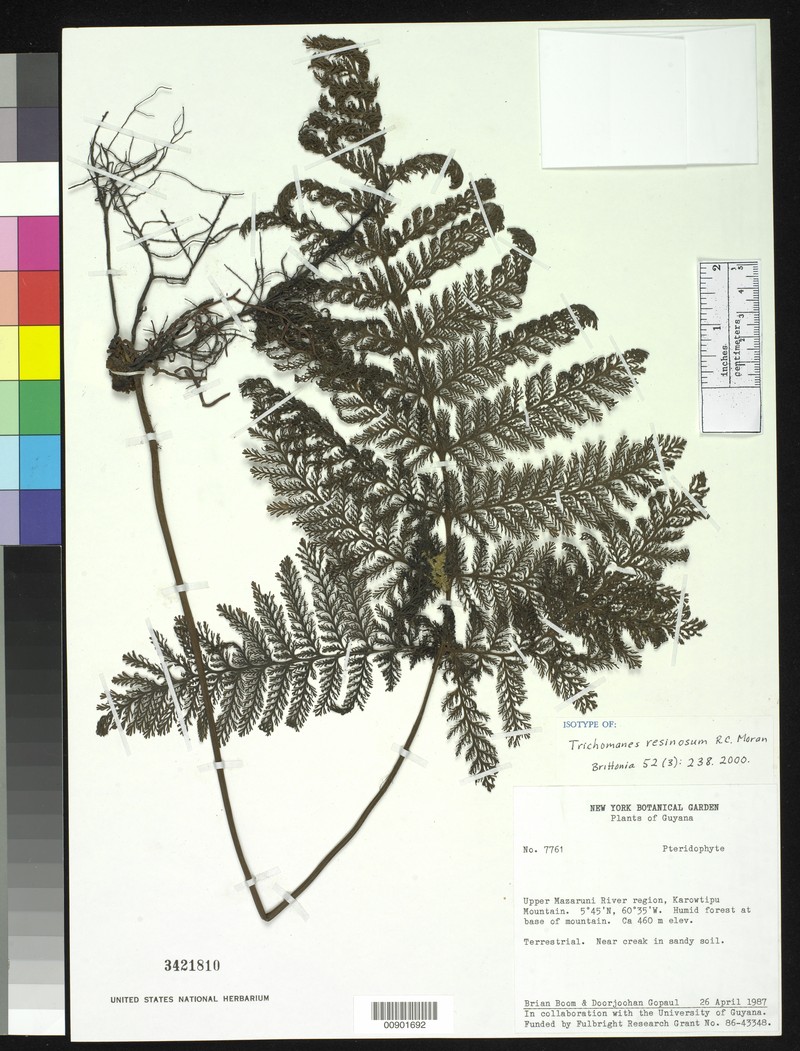Trichomanes resinosum