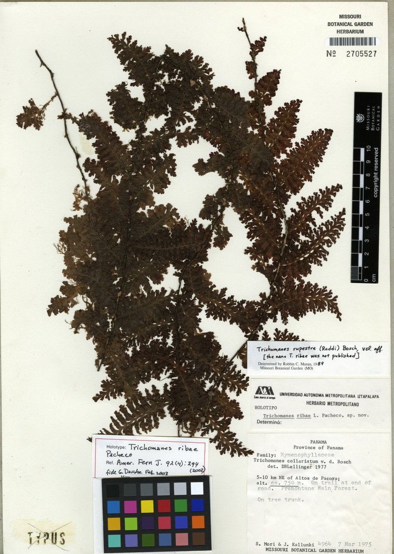 Trichomanes ribae