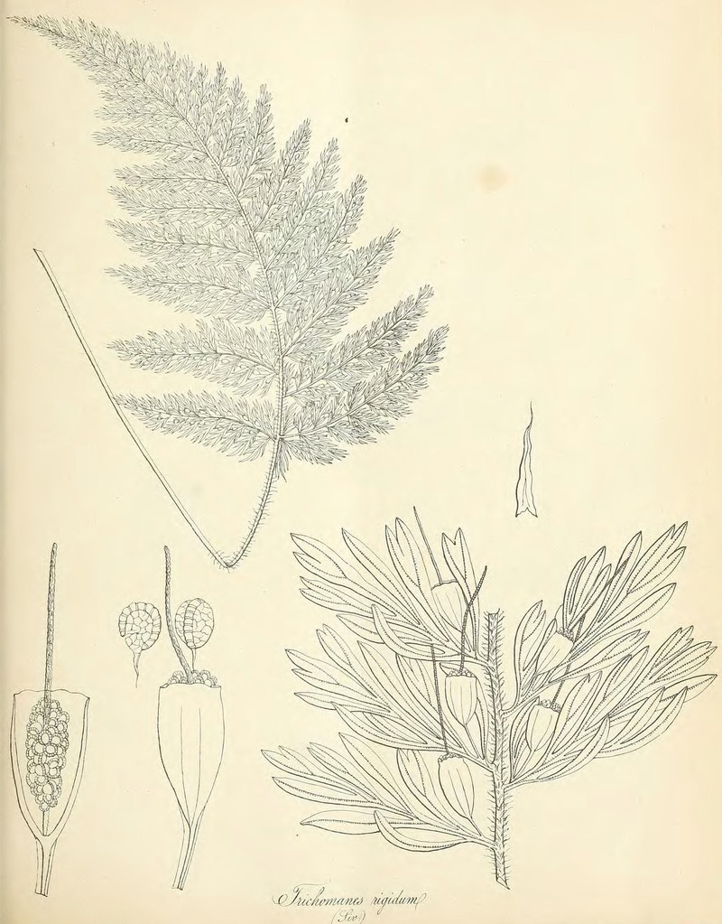 Stiff Bristle Fern