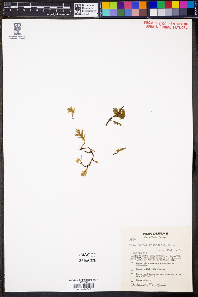 Trichomanes robinsonii