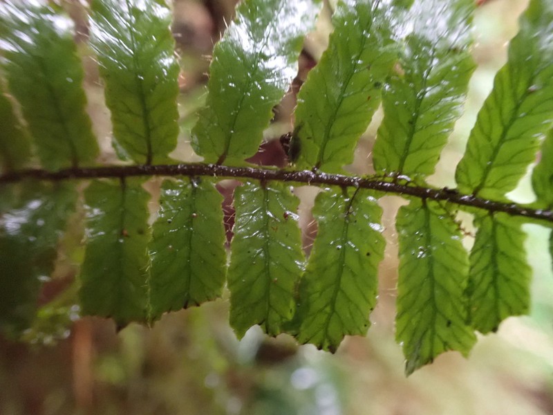 Robust Bristle Fern photo 2