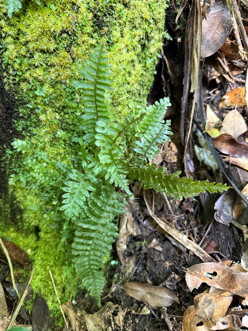 Robust Bristle Fern photo 3