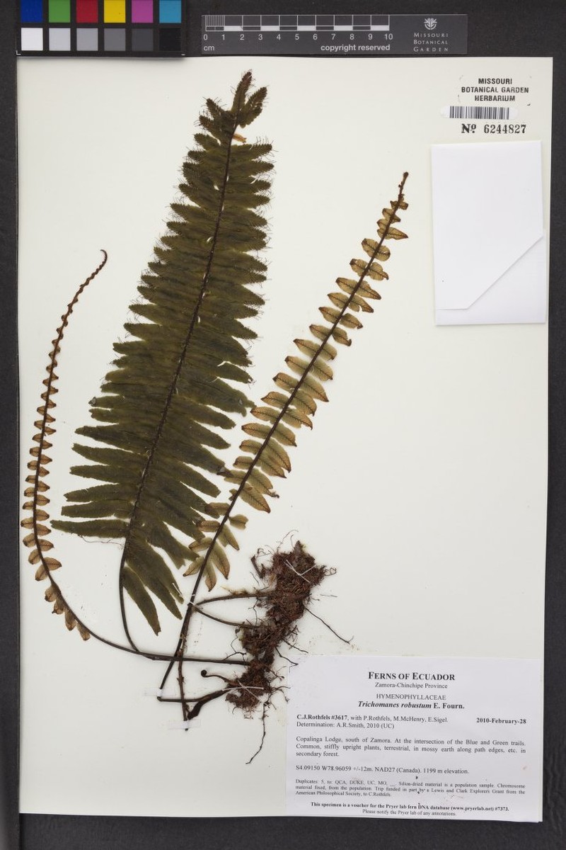 Robust Bristle Fern photo 5