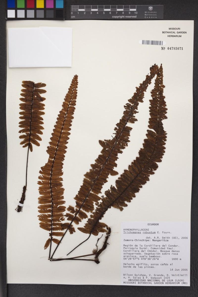 Robust Bristle Fern photo 6