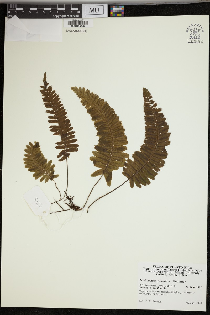 Robust Bristle Fern photo 7