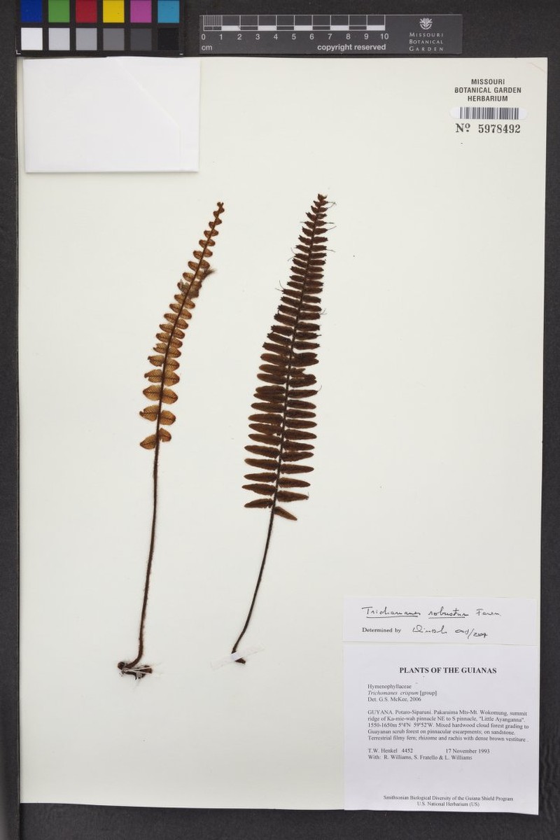 Robust Bristle Fern photo 8