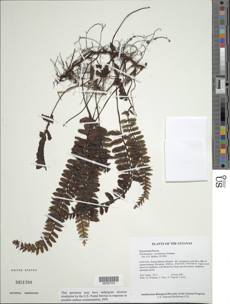 Trichomanes roraimense