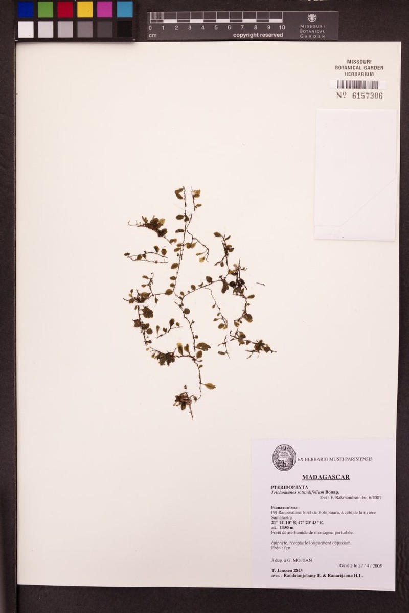 Trichomanes rotundifolium