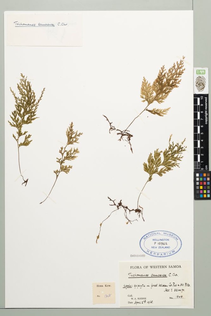 Trichomanes samoense