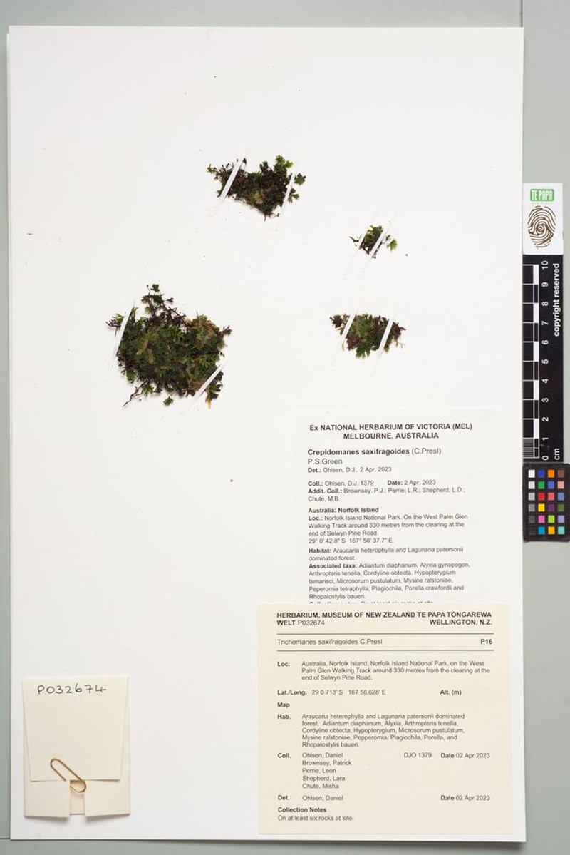 Trichomanes saxifragoides photo 3
