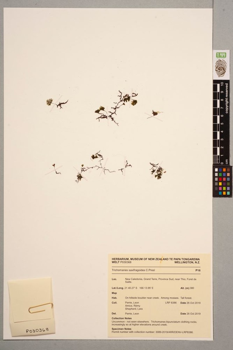 Trichomanes saxifragoides photo 4