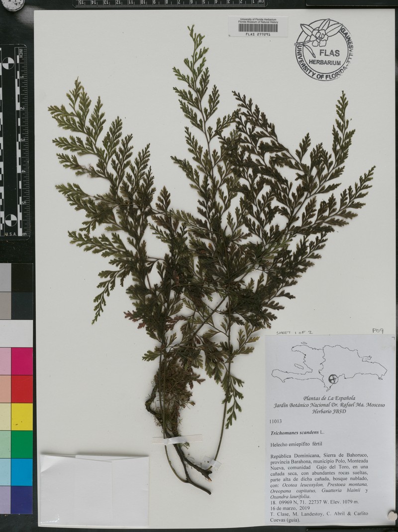Climbing Bristle Fern