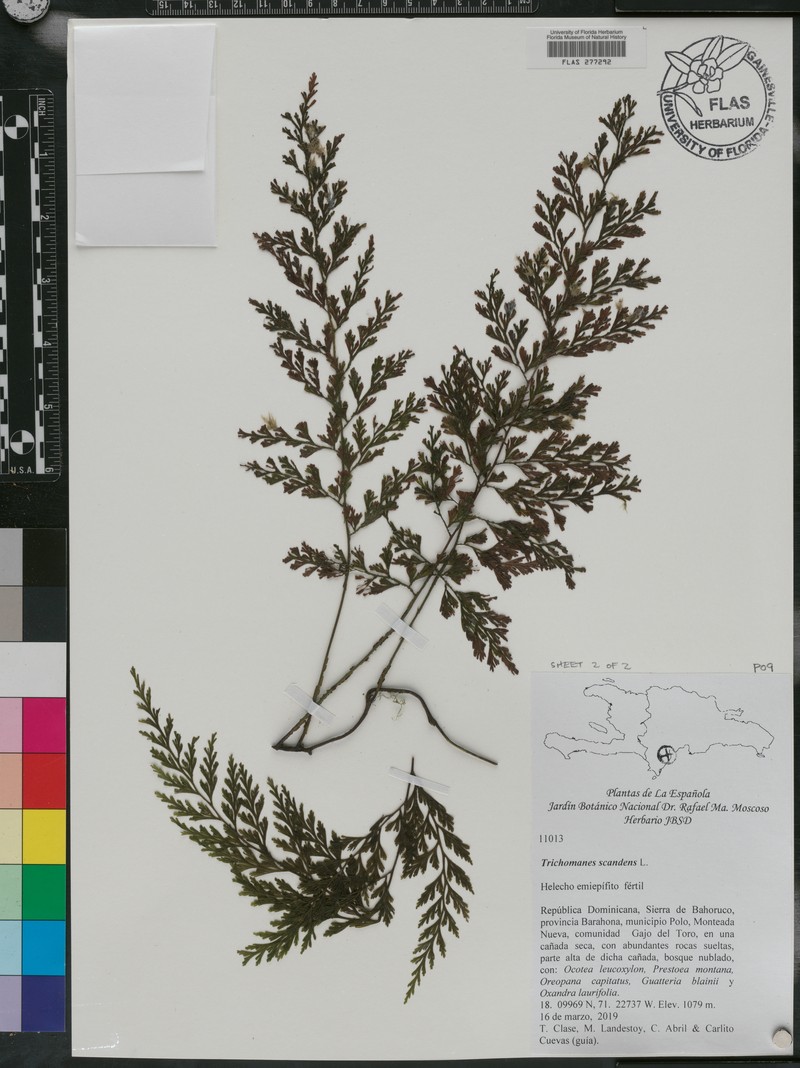Climbing Bristle Fern photo 2