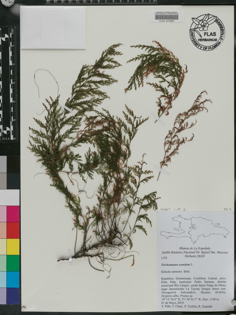 Climbing Bristle Fern photo 3