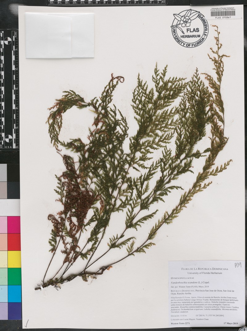Climbing Bristle Fern photo 5