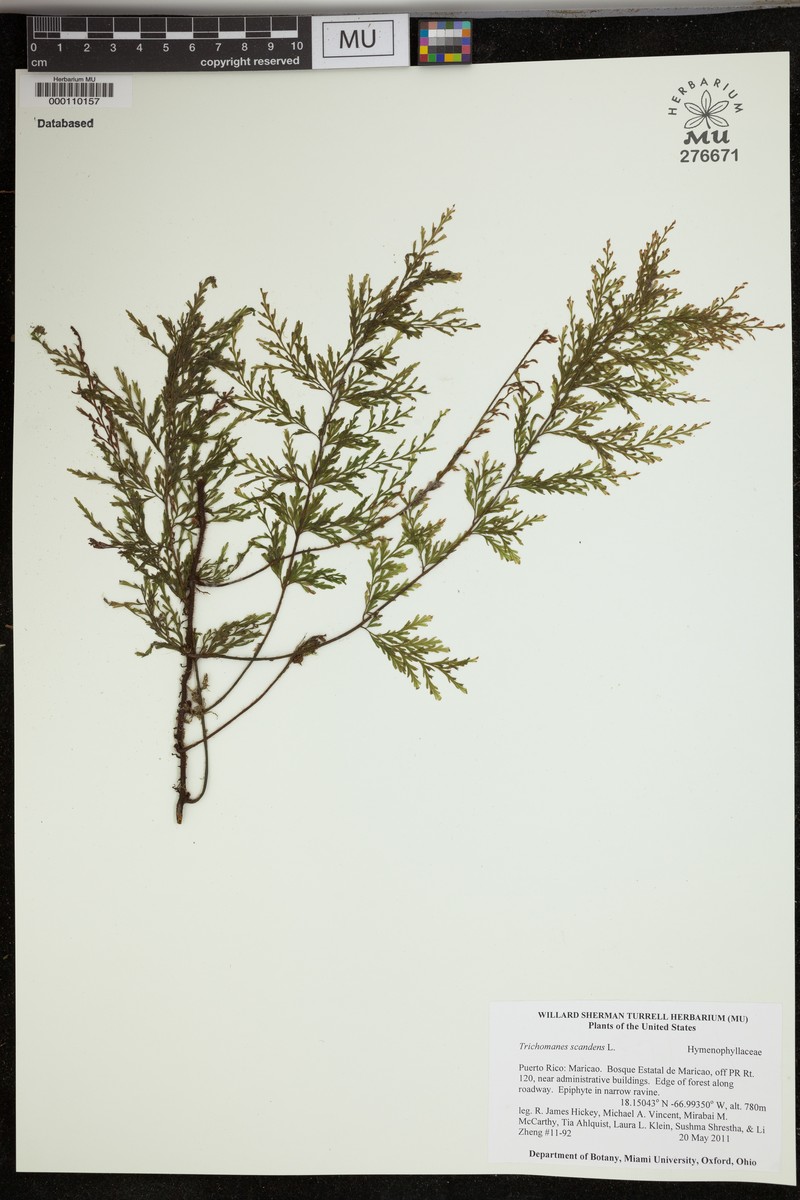 Climbing Bristle Fern photo 6