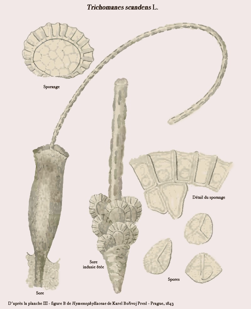 Climbing Bristle Fern