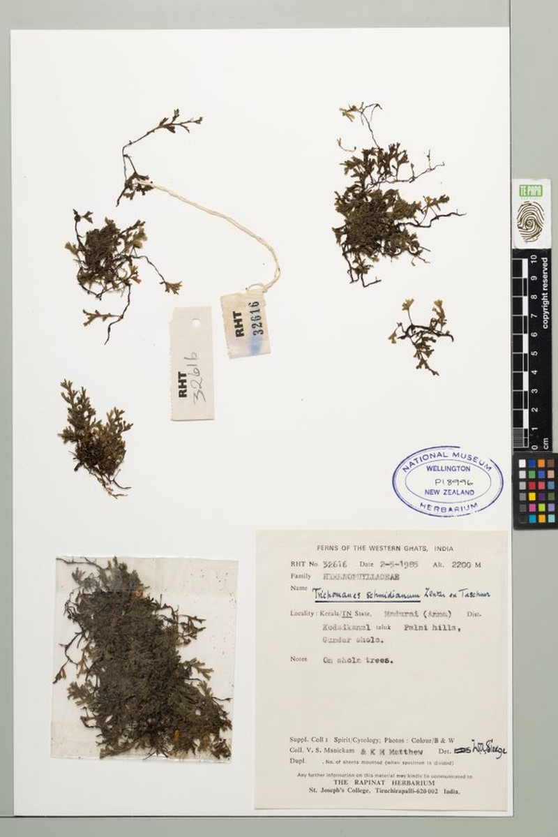 Trichomanes schmidianum