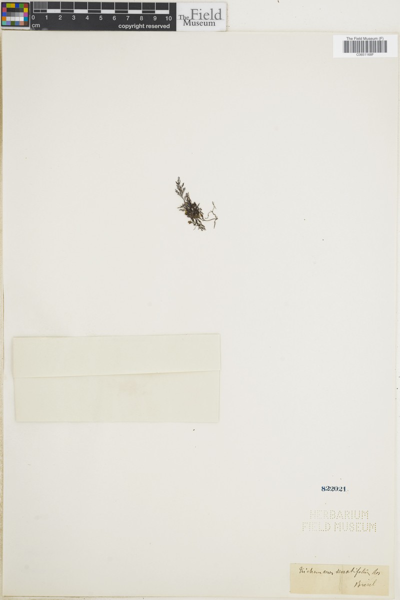 Trichomanes serratifolium