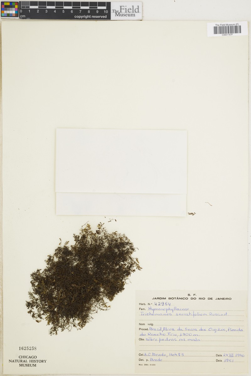 Trichomanes serratifolium photo 2