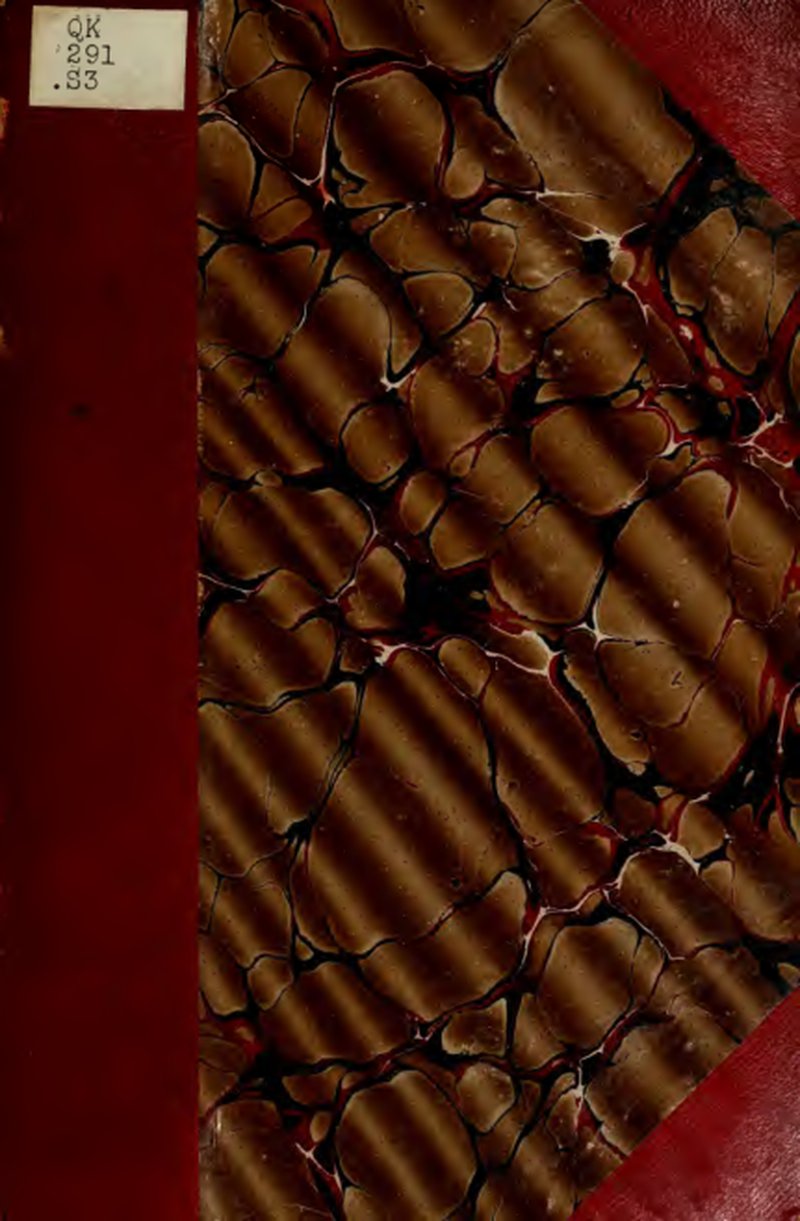 Bristly Bristle Fern