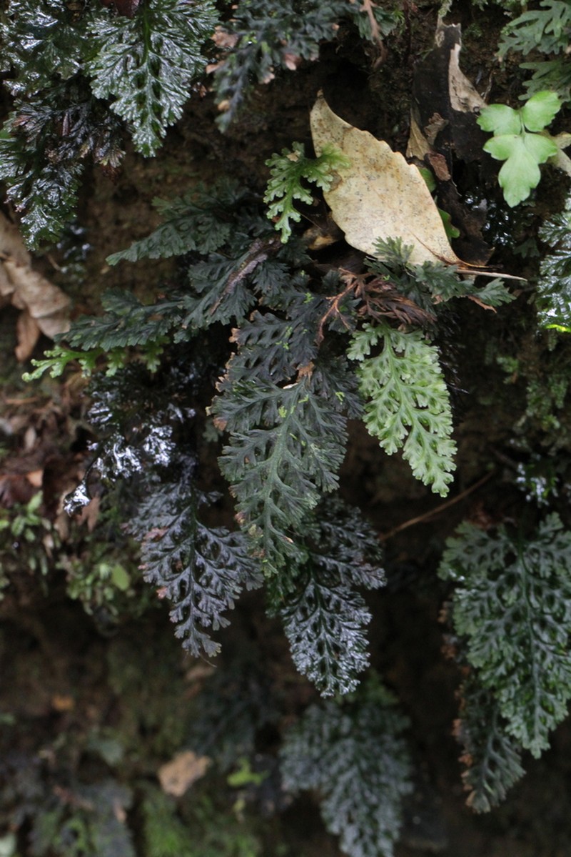 Trichomanes siamense