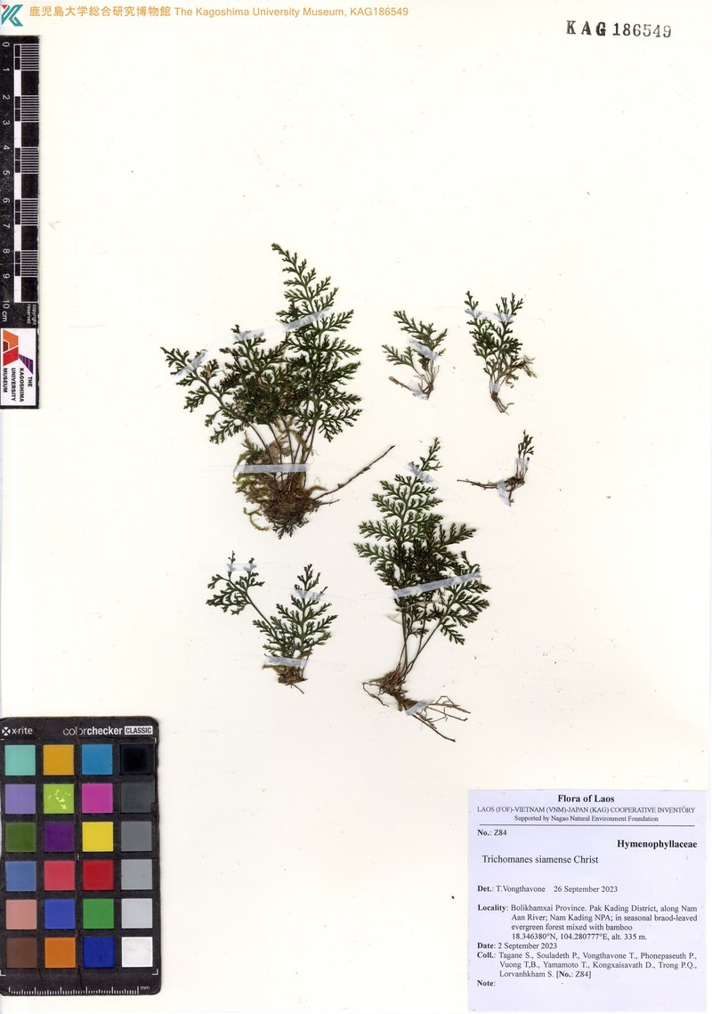Trichomanes siamense photo 2