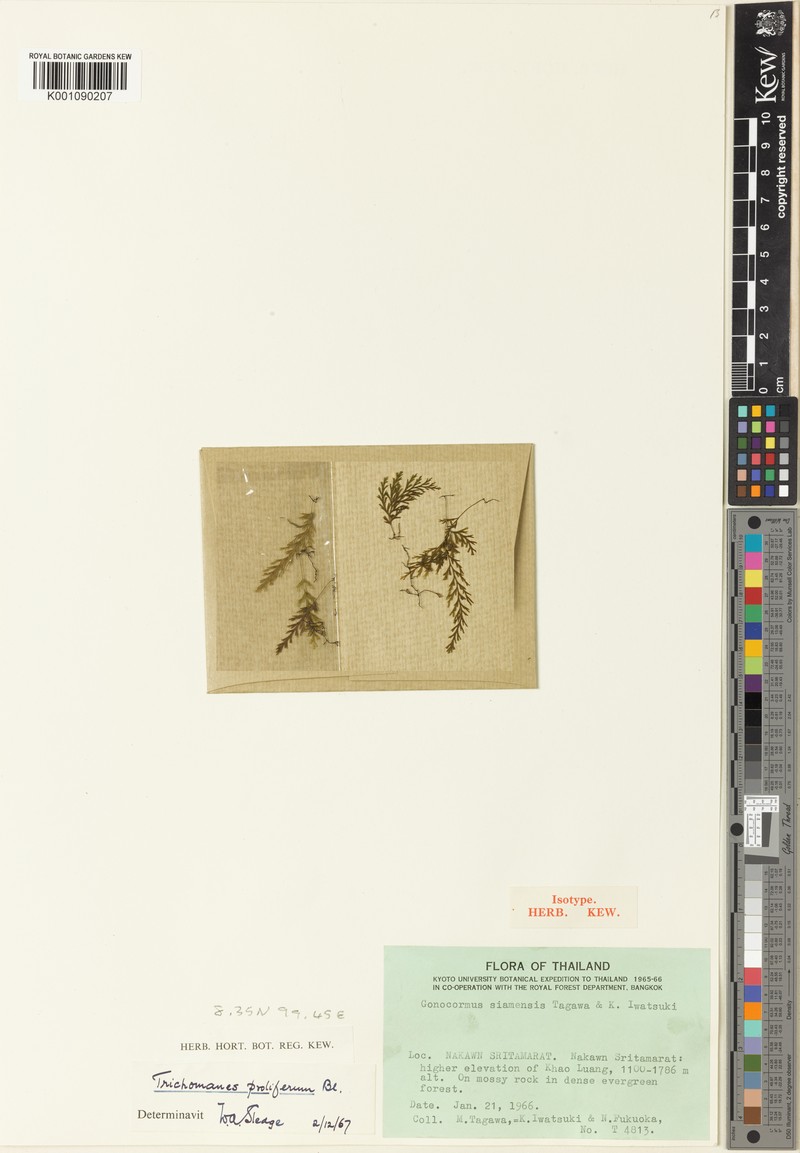 Trichomanes siamense photo 3