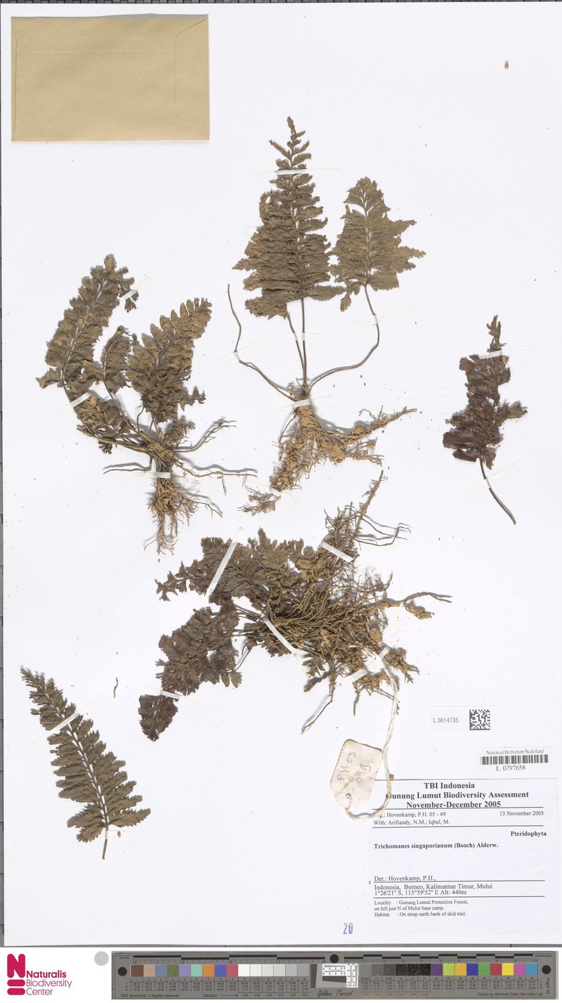 Trichomanes singaporianum