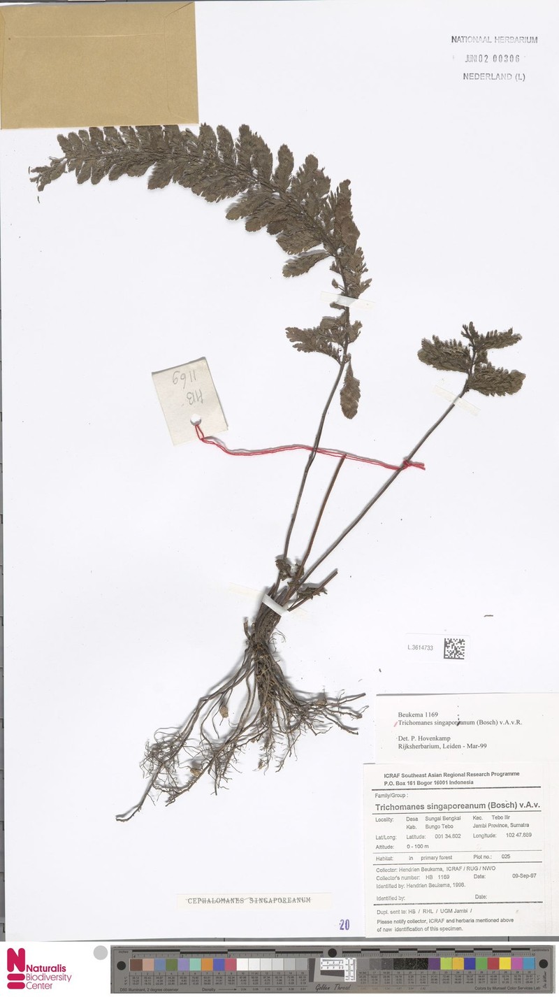 Trichomanes singaporianum photo 3