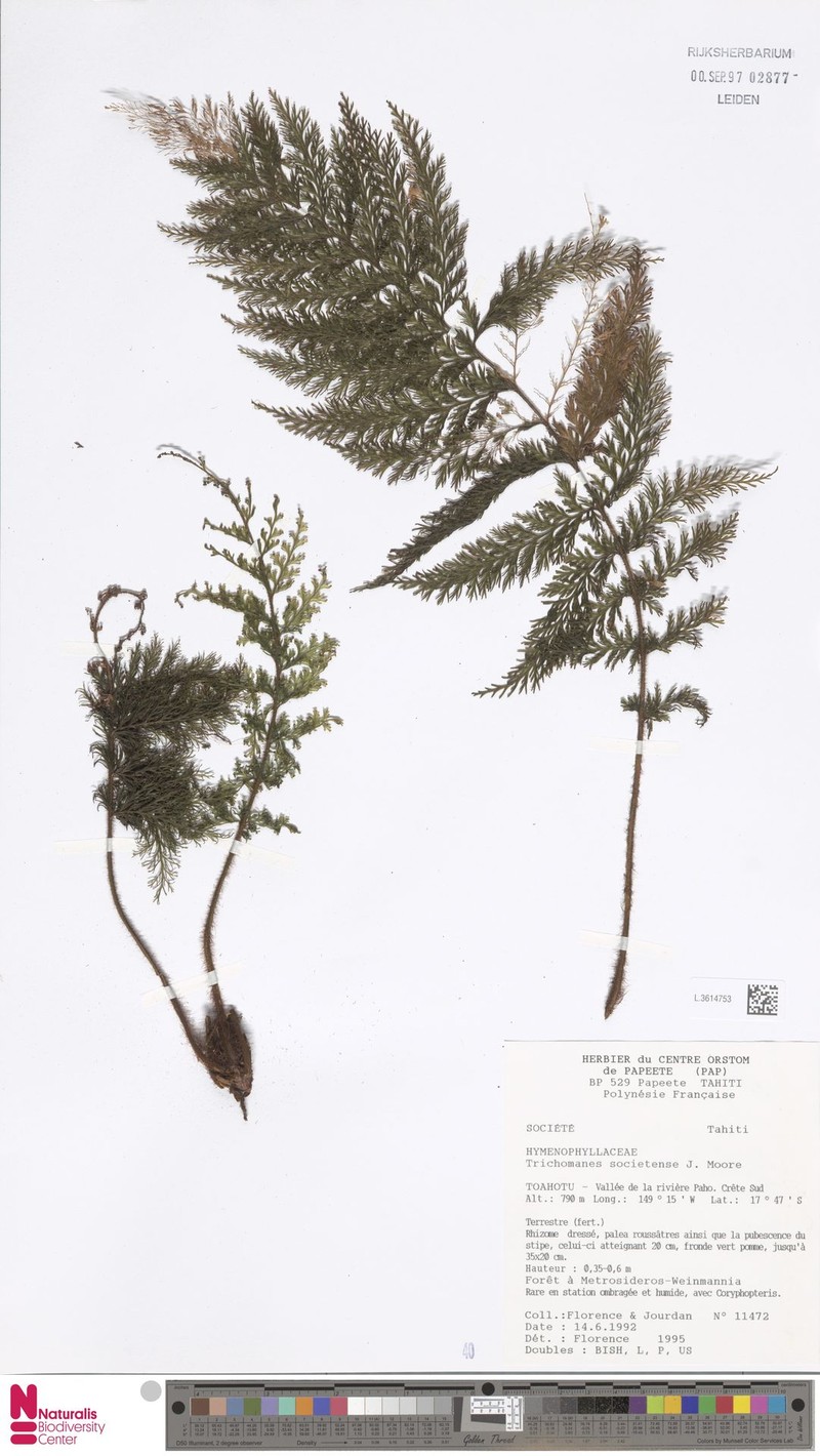 Trichomanes societense