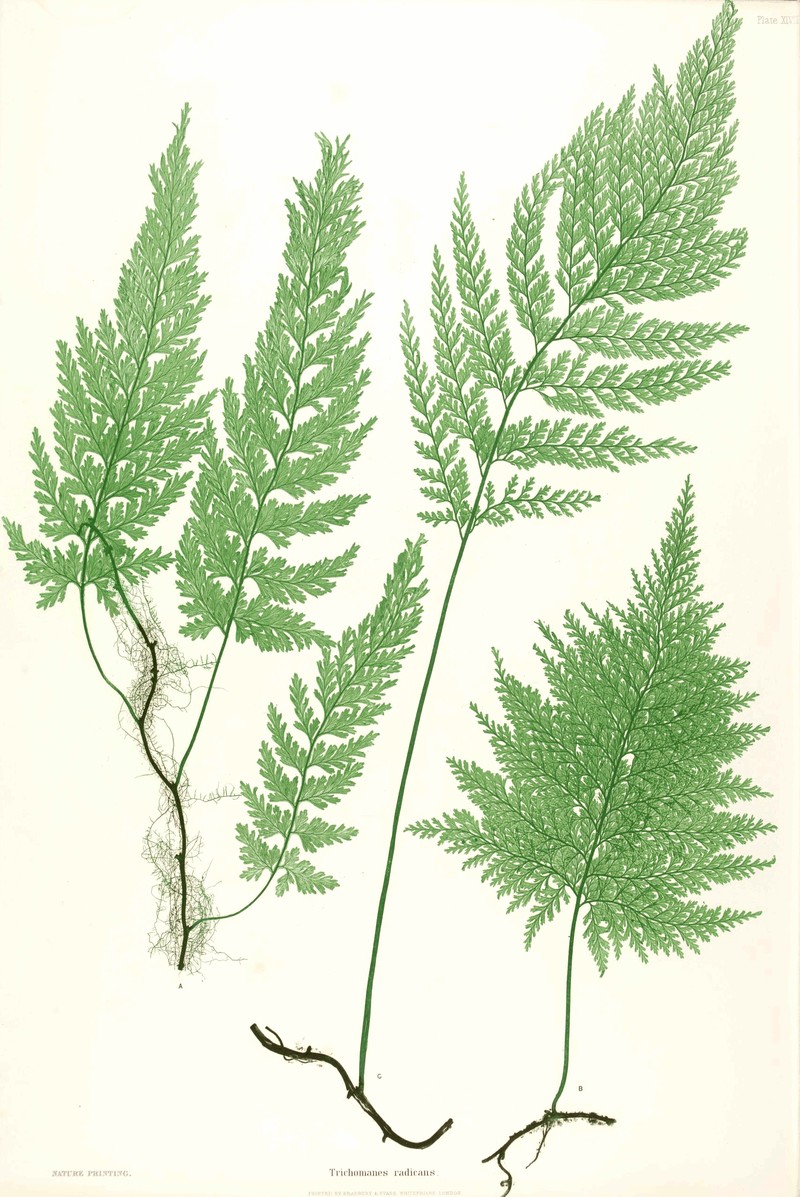 Trichomanes speciosum