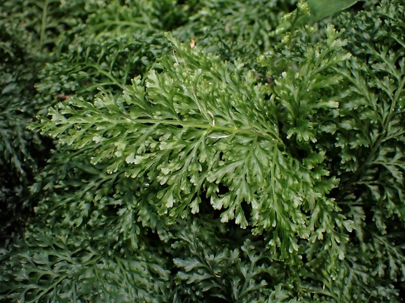 Trichomanes speciosum photo 3