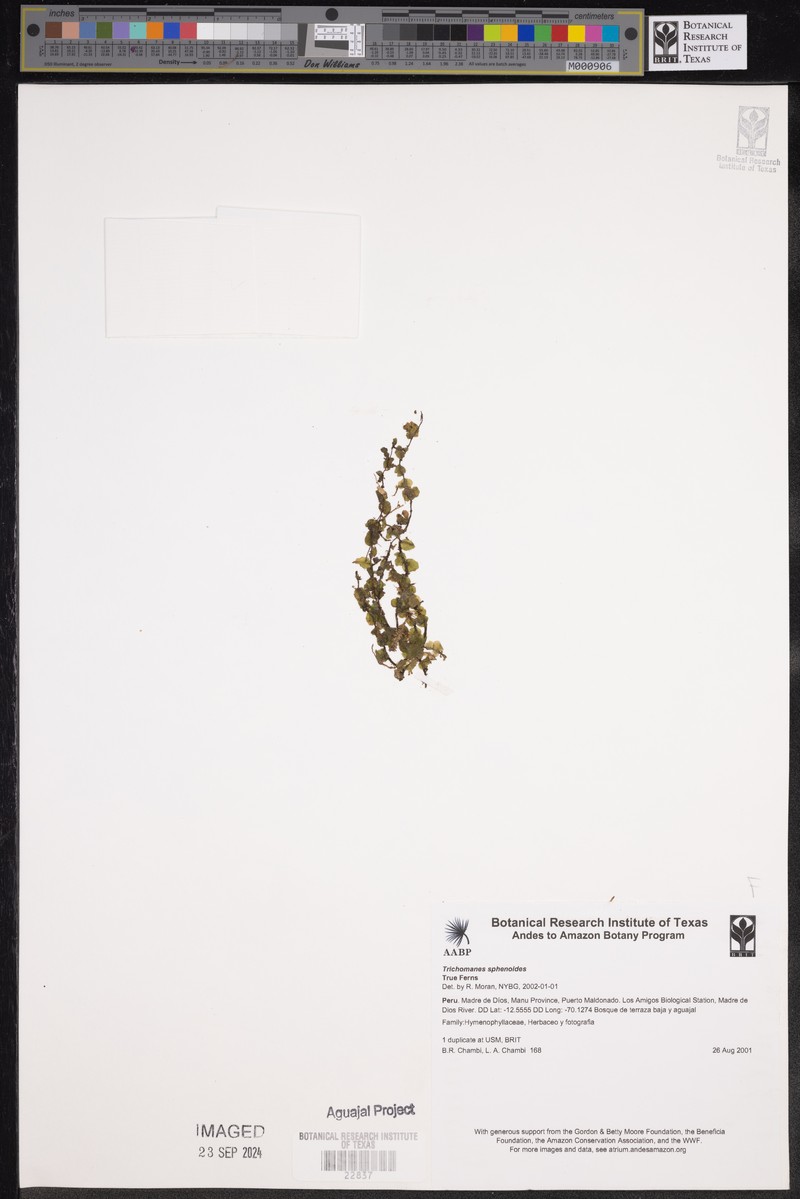 Trichomanes sphenoides