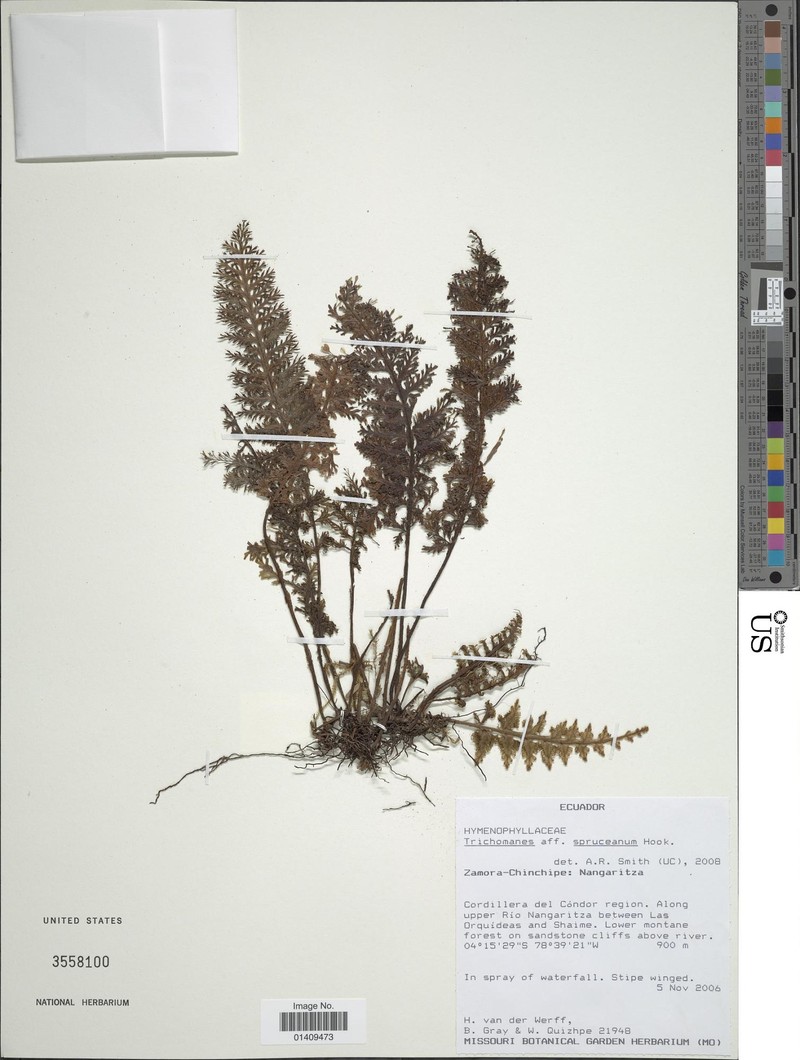 Trichomanes spruceanum photo 2