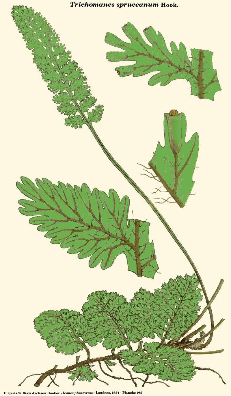 Trichomanes spruceanum