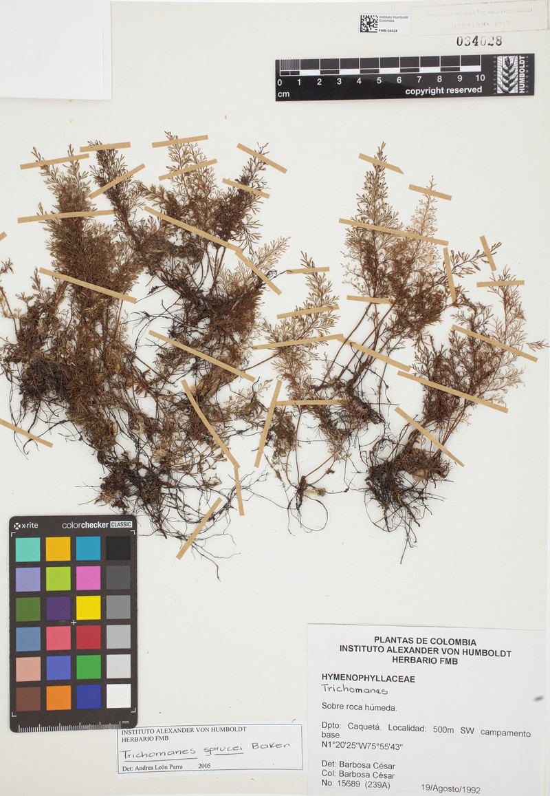 Trichomanes sprucei
