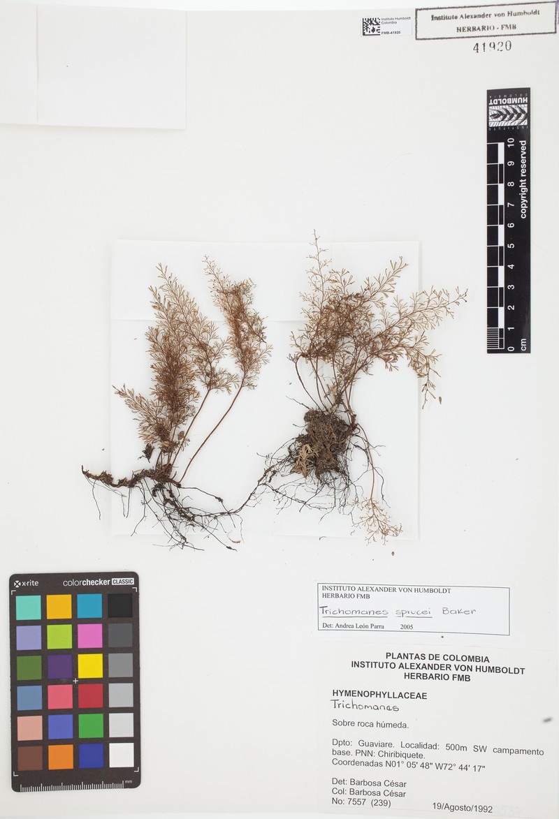 Trichomanes sprucei photo 2