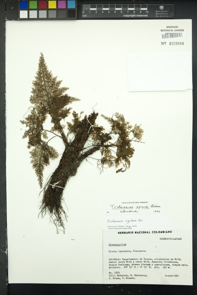 Trichomanes sprucei photo 3