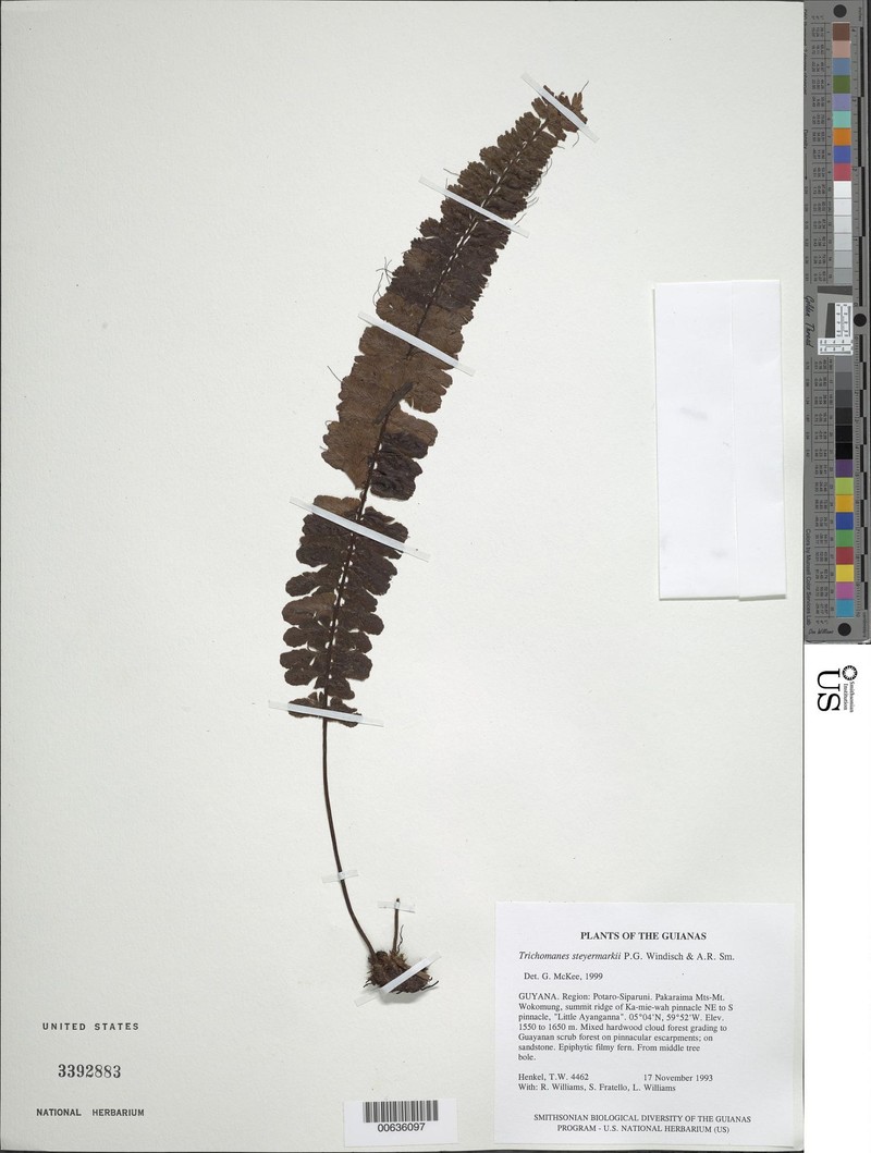 Trichomanes steyermarkii